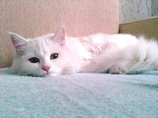 1920 X 1440 290.8 Kb       !  .