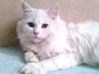 1920 X 1440 266.9 Kb 1920 X 1440 290.8 Kb       !  .