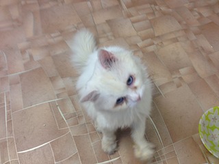 1920 X 1440 389.0 Kb    .