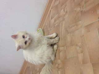 1920 X 1440 406.1 Kb 1920 X 1440 389.0 Kb    .