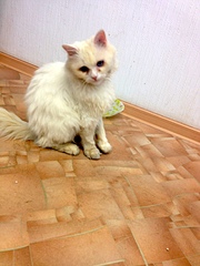 600 X 800 173.4 Kb    .