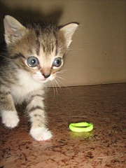 1920 X 2560 488.7 Kb    ? ! !