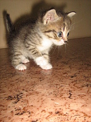 1920 X 2560 524.5 Kb 1920 X 2560 440.3 Kb 1920 X 2560 488.7 Kb    ? ! !