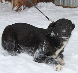 1280 X 1204 894.2 Kb 919 X 1280 604.4 Kb    