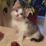 150 x 150  - 1.5-2    .