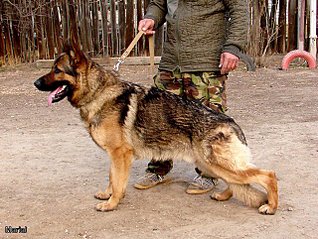 640 X 482 98.6 Kb Опель-клуб