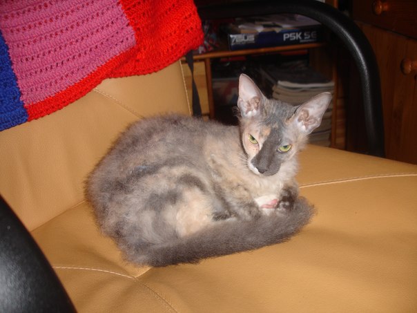 604 x 453 604 x 453 Нашли кошку, похожа на сфинкса