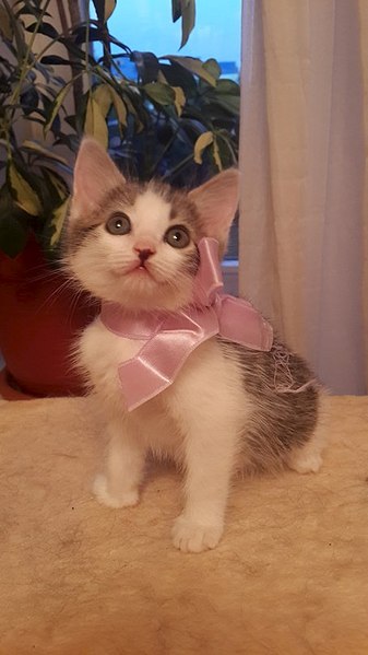 454 X 807 53.5 Kb 807 X 454 54.4 Kb Маленький котенок-девочка в добрые руки.