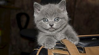 1280 X 720 153.6 Kb 1280 X 842 206.6 Kb 965 X 1023 263.4 Kb  