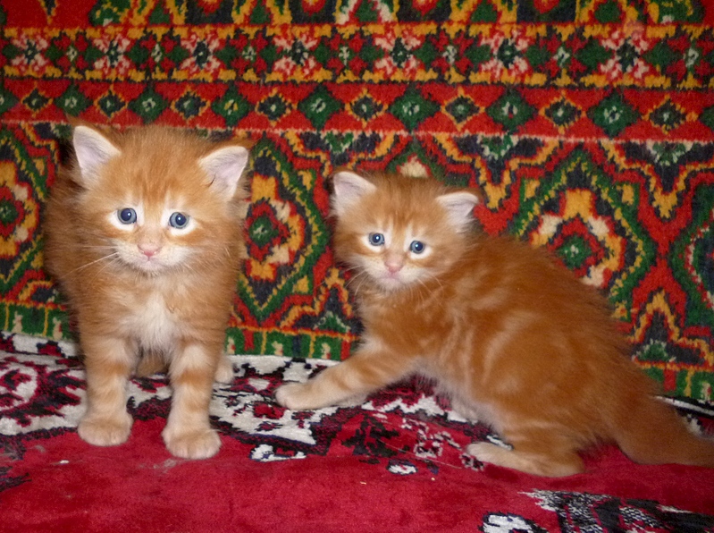 1764 X 1315 209.2 Kb ВСЕ счастливые обладатели РЫЖИКОВ =)