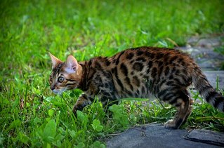 604 X 400  62.0 Kb 604 X 400  28.4 Kb  