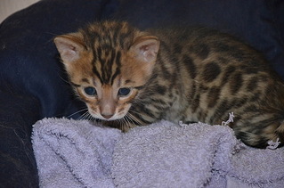 1024 X 678 199.5 Kb 604 X 400  62.0 Kb 604 X 400  28.4 Kb  