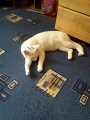 1920 X 2560 321.5 Kb     