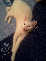 1920 X 2560 951.8 Kb 1920 X 1440 516.2 Kb 1920 X 1440 372.5 Kb 1920 X 2560 897.3 Kb 1920 X 2560 321.5 Kb     