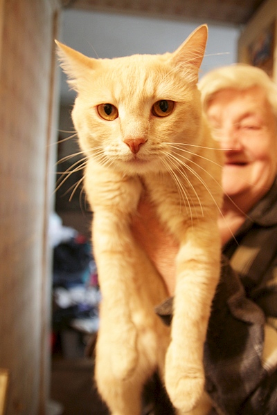 1920 X 2880 204.5 Kb персиковый кот в добрые руки.