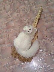 1920 X 2560 236.8 Kb       !  .