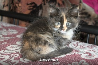 604 X 403  88.6 Kb   2-   