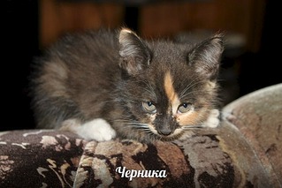 604 X 403  62.3 Kb 604 X 403  88.6 Kb   2-   