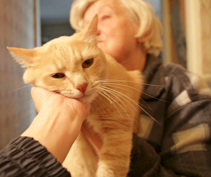 1920 X 1606 805.5 Kb персиковый кот в добрые руки.