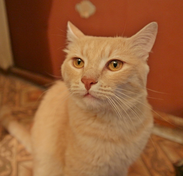 1920 X 1844 123.5 Kb персиковый кот в добрые руки.