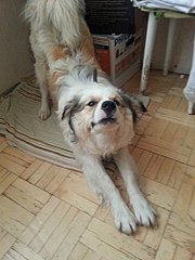 768 X 1024 141.6 Kb Срочно пристраивается песик.