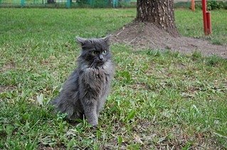 1920 X 1276 349.8 Kb Одинокий серый Котик ищет дом
