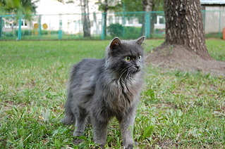 1920 X 1276 659.2 Kb Одинокий серый Котик ищет дом