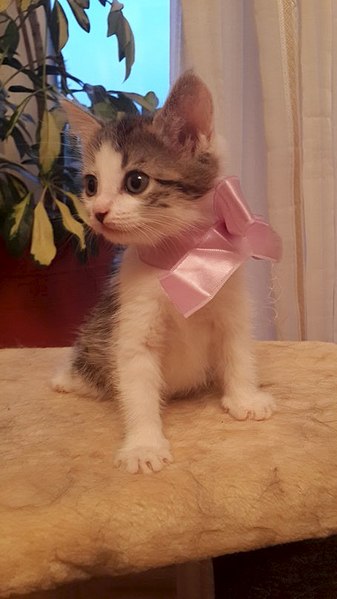 454 X 807 53.0 Kb Маленький котенок в добрые руки.