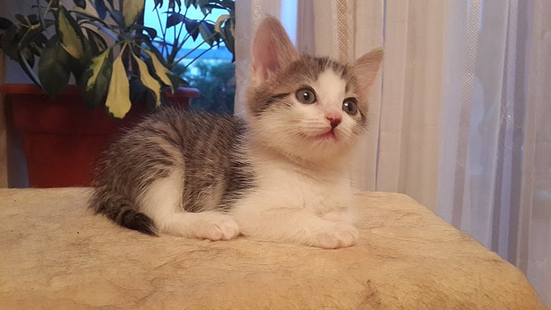 807 X 454 56.0 Kb 454 X 807 53.0 Kb Маленький котенок в добрые руки.