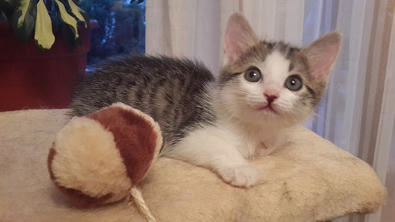 807 X 454  54.4 Kb 807 X 454  56.0 Kb 454 X 807  53.0 Kb     .