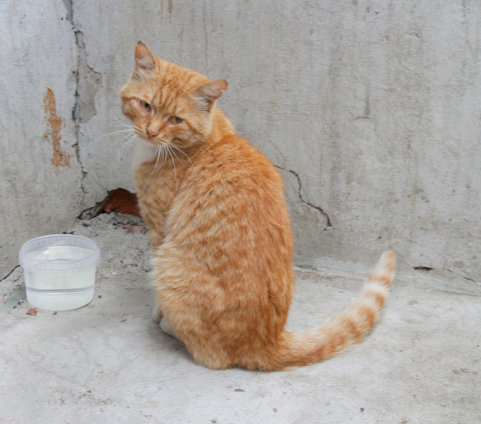 1920 X 1693 902.3 Kb Рыжий ищет дом. Замечательный кот в добрые руки.