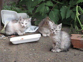 1920 X 1440 631.7 Kb 1920 X 1440 559.7 Kb  -:     4    !