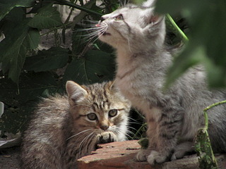 1920 X 1440 635.8 Kb 1920 X 1440 631.7 Kb 1920 X 1440 559.7 Kb  -:     4    !