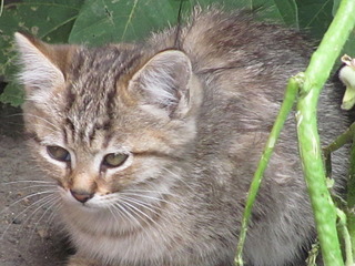 1920 X 1440 606.6 Kb 1920 X 1440 495.6 Kb  -:     4    !