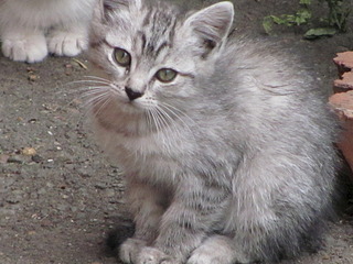 1920 X 1440 568.3 Kb  -:     4    !