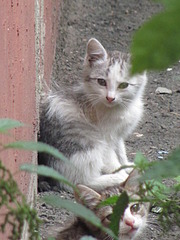 1920 X 2560 895.9 Kb Кошачья Санта-Барбара: хорошая кошка и её 4 чудных котёнка ждут хозяев!