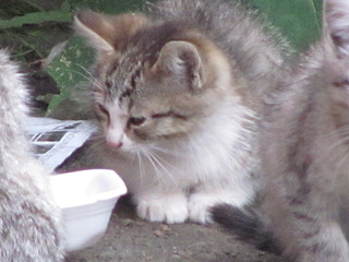 1920 X 1440 401.8 Kb 1920 X 2560 662.4 Kb Кошачья Санта-Барбара: хорошая кошка и её 4 чудных котёнка ждут хозяев!