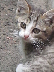 1920 X 2560 662.4 Kb Кошачья Санта-Барбара: хорошая кошка и её 4 чудных котёнка ждут хозяев!