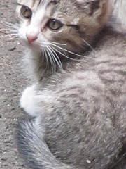 1920 X 2560 706.1 Kb 1920 X 1440 401.8 Kb 1920 X 2560 662.4 Kb Кошачья Санта-Барбара: хорошая кошка и её 4 чудных котёнка ждут хозяев!