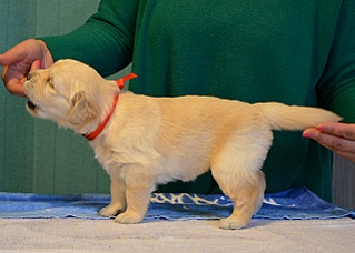 640 X 457 163.3 Kb 480 X 598 130.2 Kb 640 X 420 129.6 Kb   ,