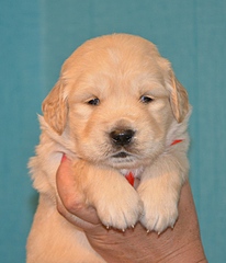 480 X 559 118.5 Kb 640 X 457 163.3 Kb 480 X 598 130.2 Kb 640 X 420 129.6 Kb   ,