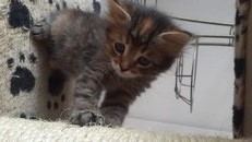 231 x 130 320 x 213 807 X 454  56.8 Kb 807 X 454  56.7 Kb     