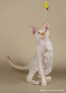 1772 X 2480 965.6 Kb 1920 X 1371 1010.6 Kb  -  