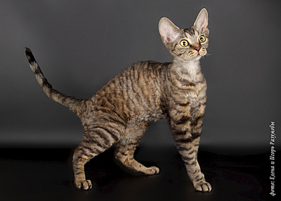 1920 X 1371 782.0 Kb 1920 X 1371 653.0 Kb  -  