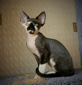 1920 X 2001 679.7 Kb  -  