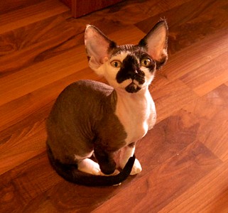 1920 X 1791 480.0 Kb 1920 X 2001 679.7 Kb  -  