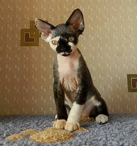 1920 X 2052 890.1 Kb  -  