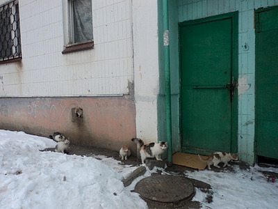 1920 X 1440 517.6 Kb ����� ������ ����� ��� ��� ���������� (���������) ����������