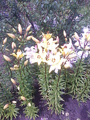 1536 X 2048 976.2 Kb 1536 X 2048 831.3 Kb 1536 X 2048 885.4 Kb 1536 X 2048 602.1 Kb 1536 X 2048 880.6 Kb   