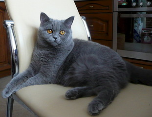 600 X 462  57.6 Kb 500 X 500  36.5 Kb  